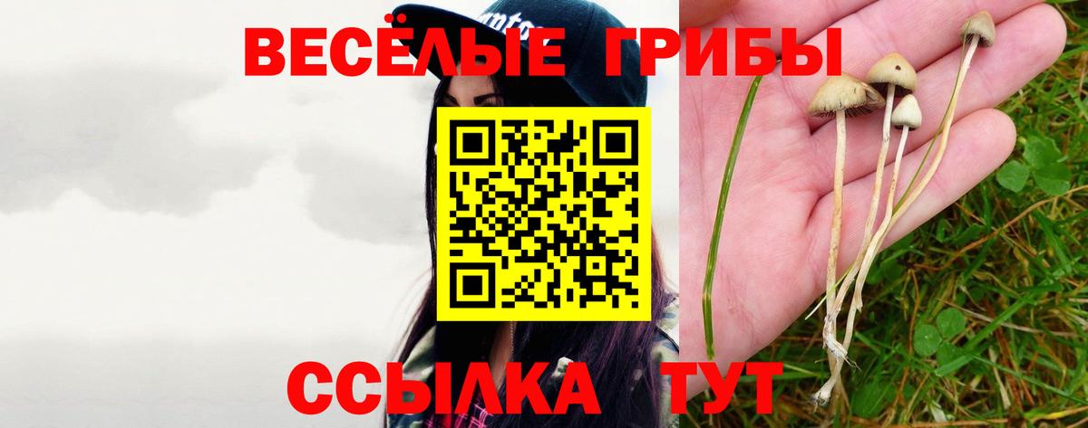 Псилоцибиновые грибы Psilocybe  Вход с VPN  Новозыбков  Галлюциногенные грибы ЛСД 